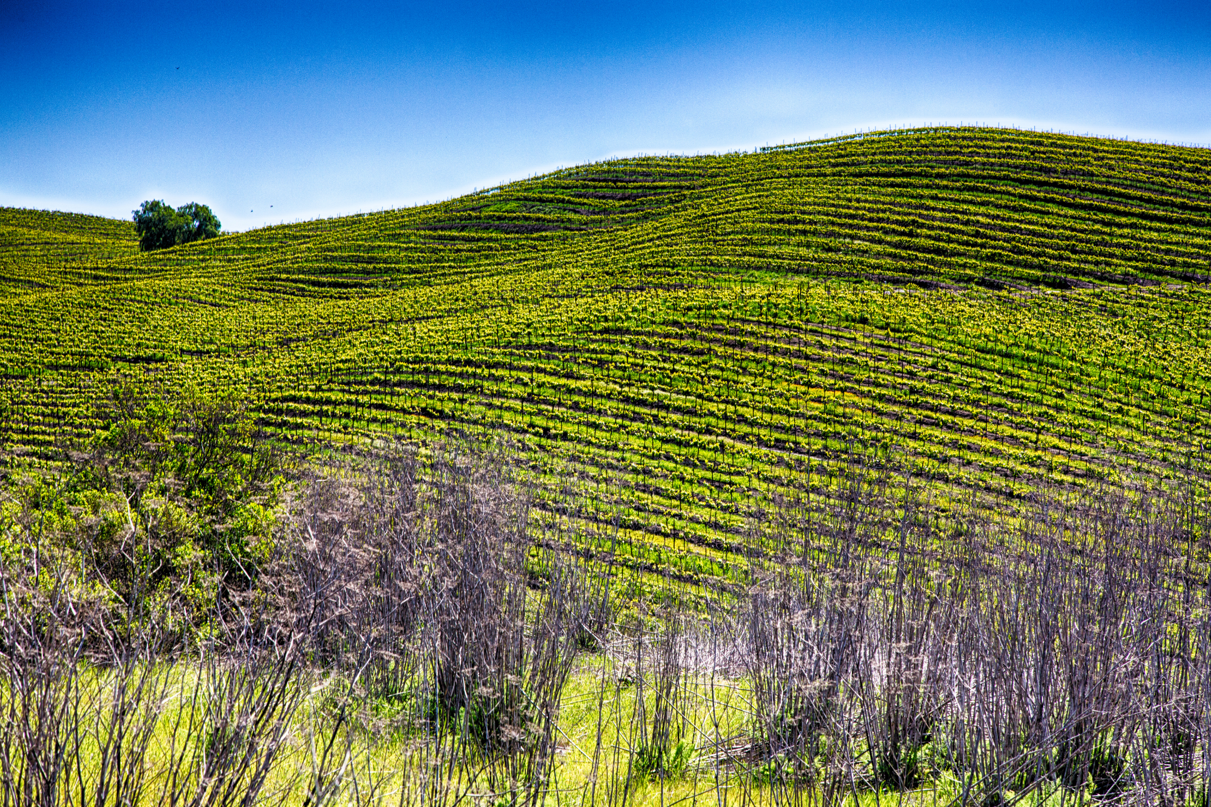 sonoma, california (3).webp